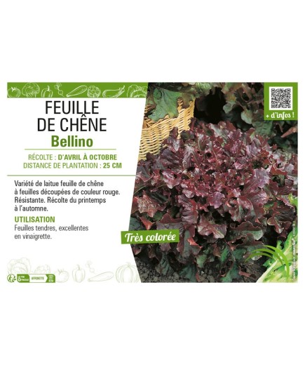 (LAITUE) FEUILLE DE CHÊNE BELLINO