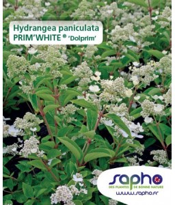 Hydrangea paniculata PRIM'WHITE® 'Dolprim'