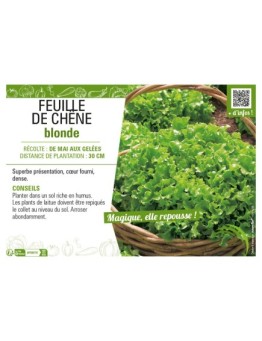 (LAITUE) FEUILLE DE CHÊNE BLONDE