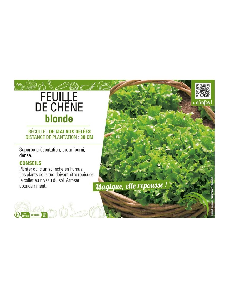 (LAITUE) FEUILLE DE CHÊNE BLONDE