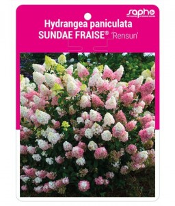Hydrangea paniculata SUNDAE FRAISE® 'Rensun'