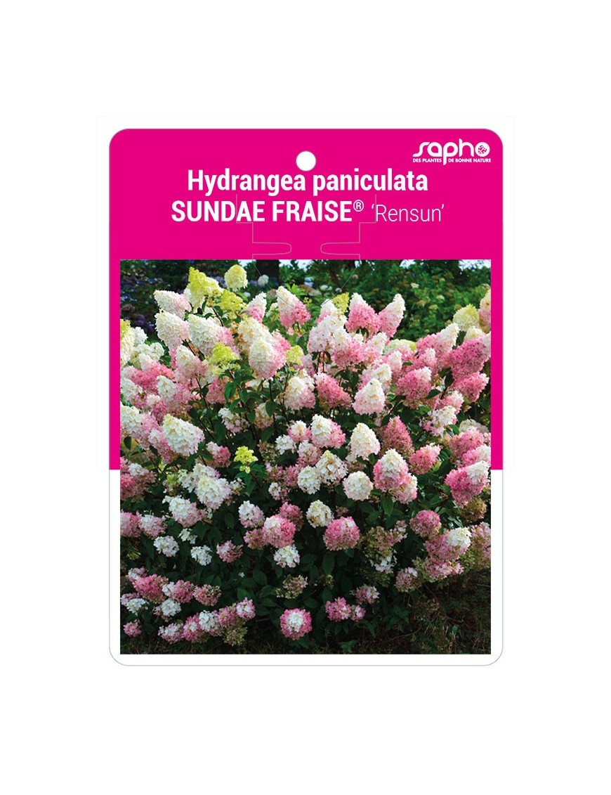 Hydrangea paniculata SUNDAE FRAISE® 'Rensun'