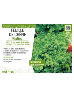 (LAITUE) FEUILLE DE CHÊNE KIPLING