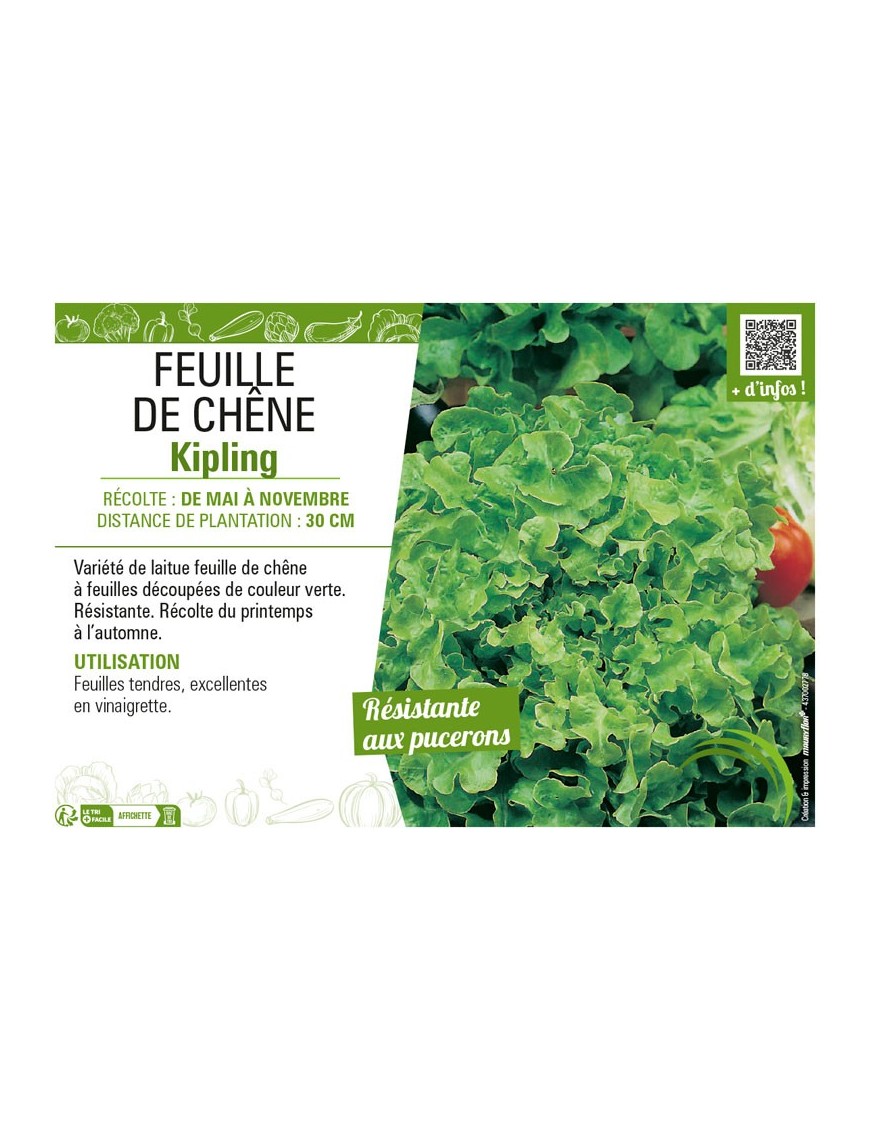 (LAITUE) FEUILLE DE CHÊNE KIPLING