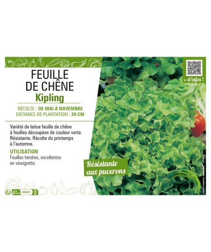 (LAITUE) FEUILLE DE CHÊNE KIPLING