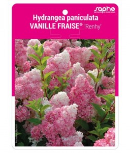 Hydrangea paniculata VANILLE-FRAISE® 'Renhy'