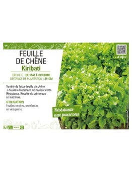 (LAITUE) FEUILLE DE CHÊNE KIRIBATI