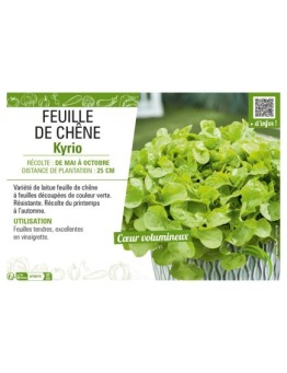 (LAITUE) FEUILLE DE CHÊNE KYRIO