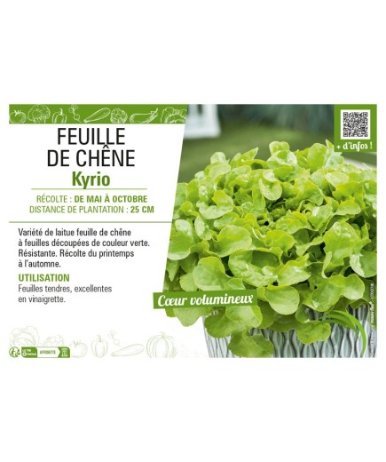 (LAITUE) FEUILLE DE CHÊNE KYRIO