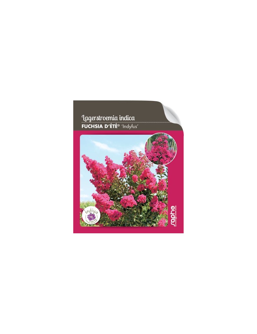 Lagerstroemia indica FUCHSIA D'ETE 'Indyfus'