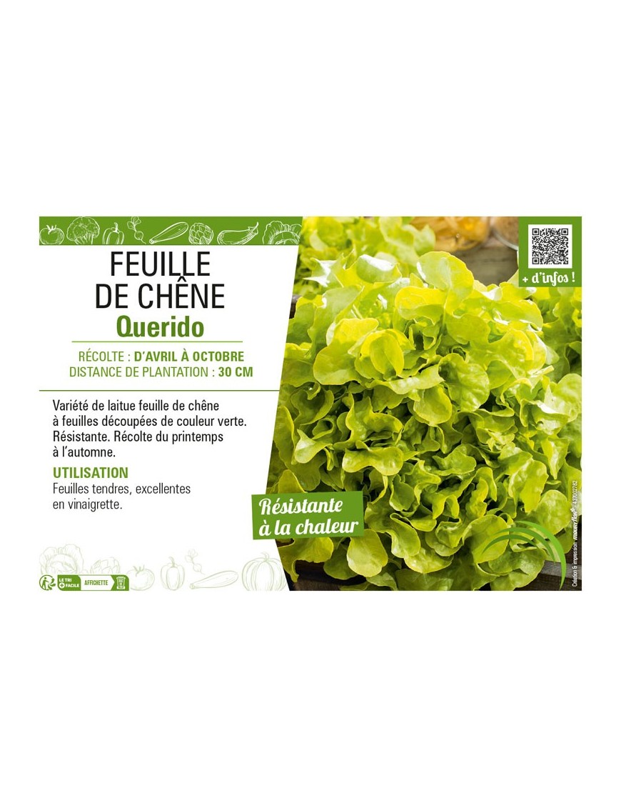 (LAITUE) FEUILLE DE CHÊNE QUERIDO