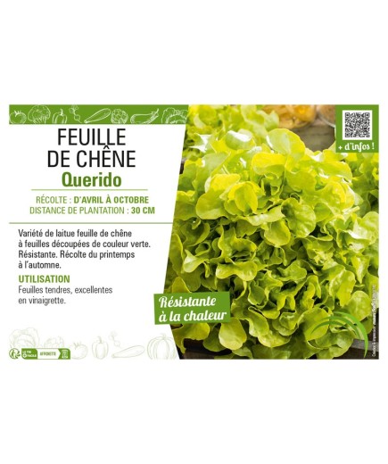 (LAITUE) FEUILLE DE CHÊNE QUERIDO