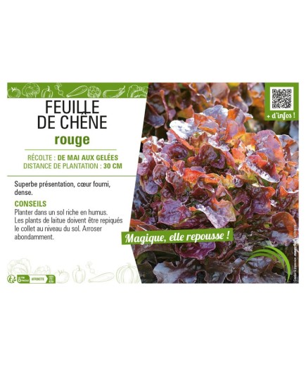 (LAITUE) FEUILLE DE CHÊNE ROUGE