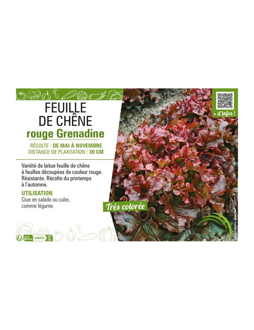 (LAITUE) FEUILLE DE CHÊNE ROUGE GRENADINE