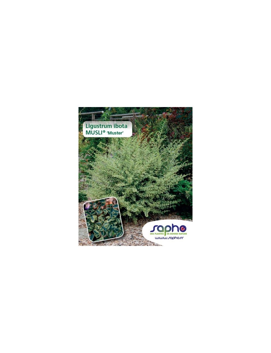 Ligustrum Ibota MUSLI® 'Muster'