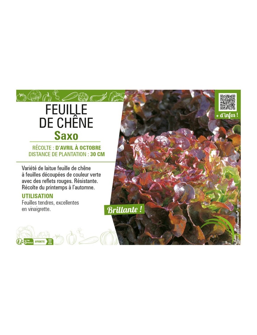 (LAITUE) FEUILLE DE CHÊNE SAXO