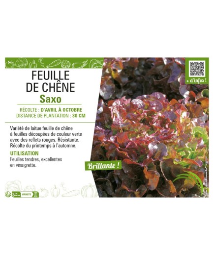 (LAITUE) FEUILLE DE CHÊNE SAXO