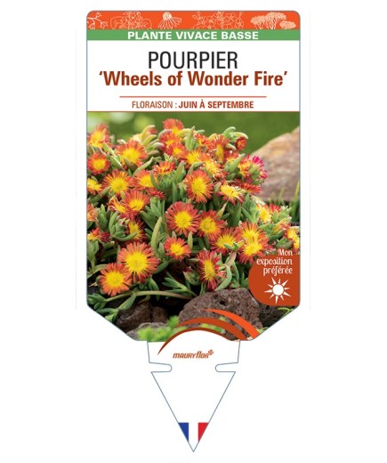 DELOSPERMA nubigenum WHEELS OF WONDER FIRE voir Pourpier