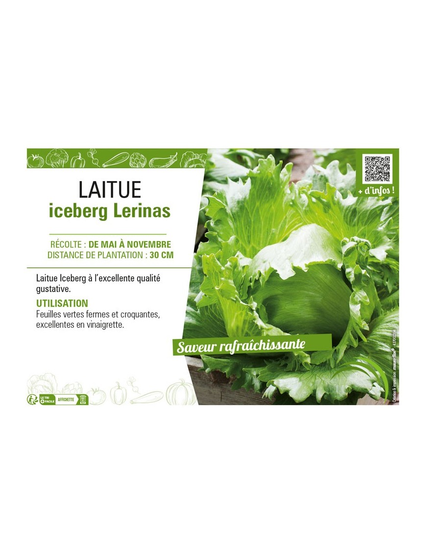 LAITUE ICEBERG LERINAS