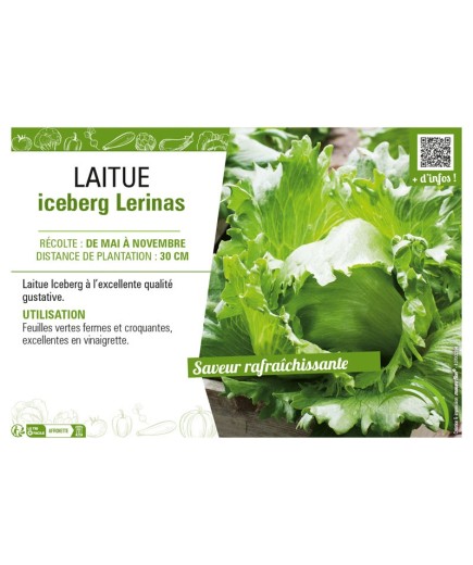 LAITUE ICEBERG LERINAS