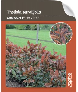 Photinia serratifolia CRUNCHY® 'rev100'