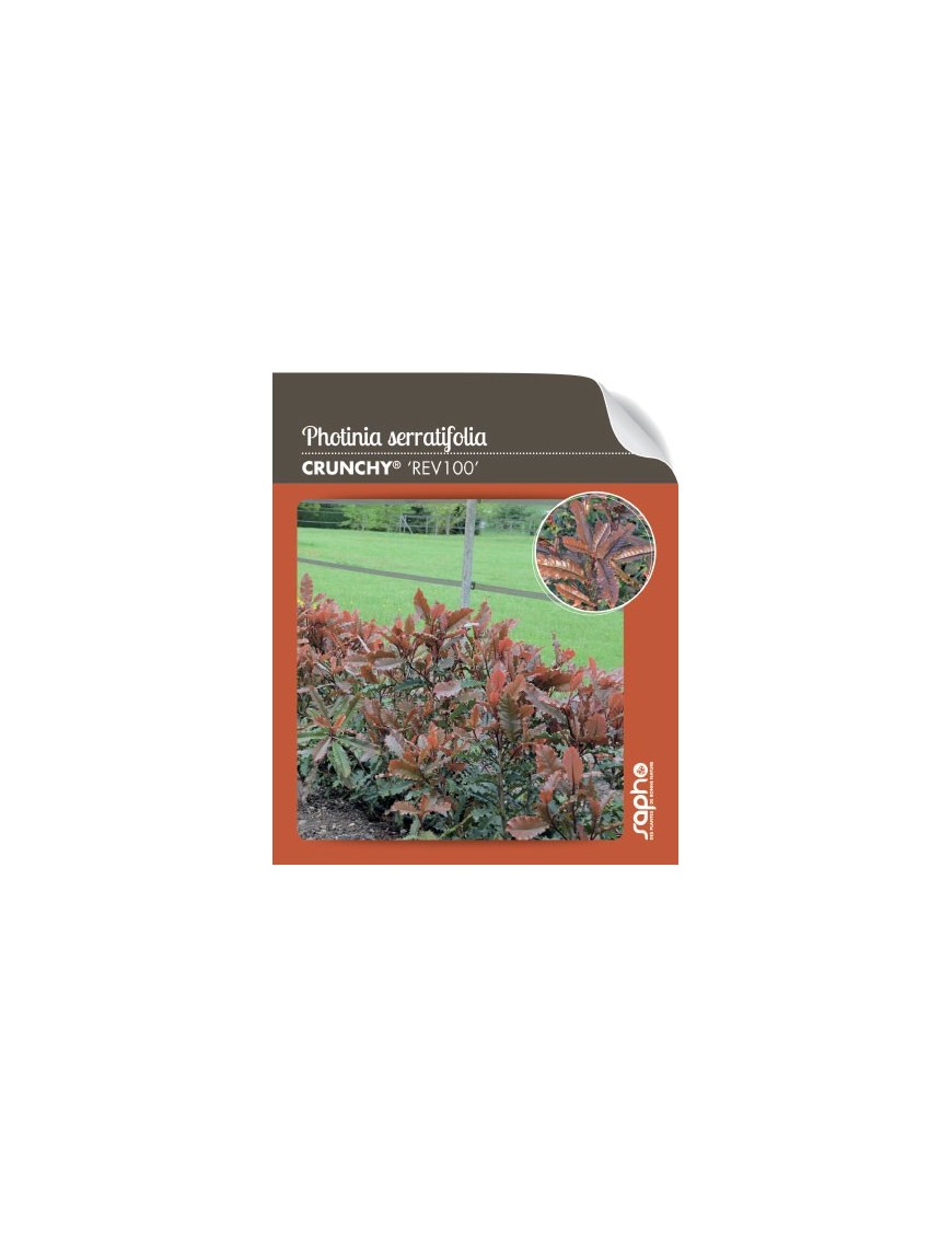 Photinia serratifolia CRUNCHY® 'rev100'