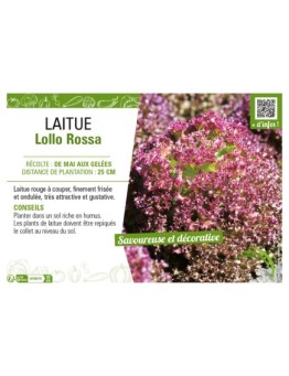 LAITUE (A COUPER) LOLLO ROSSA