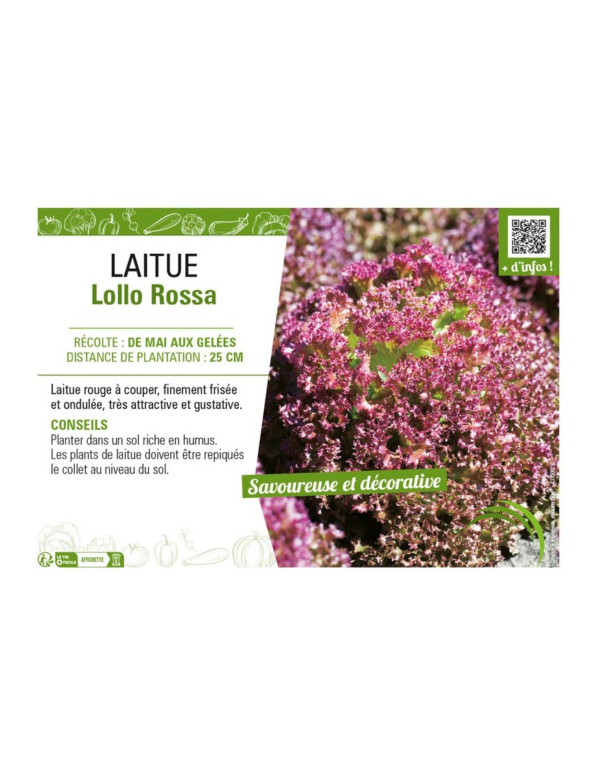 LAITUE (A COUPER) LOLLO ROSSA