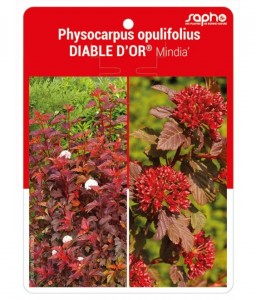 Physocarpus opulifolius DIABLE D'OR® 'Mindor'
