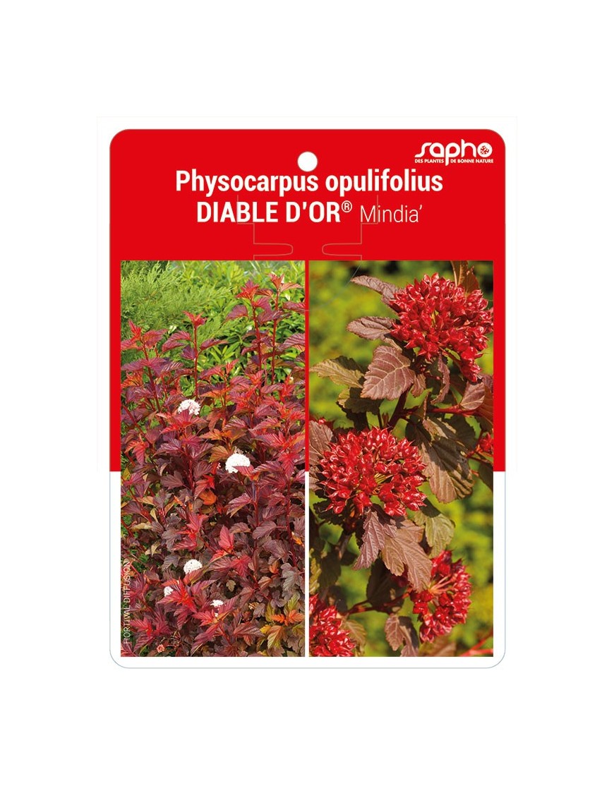 Physocarpus opulifolius DIABLE D'OR® 'Mindor'