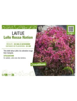 LAITUE (A COUPER) LOLLO ROSSA NATION