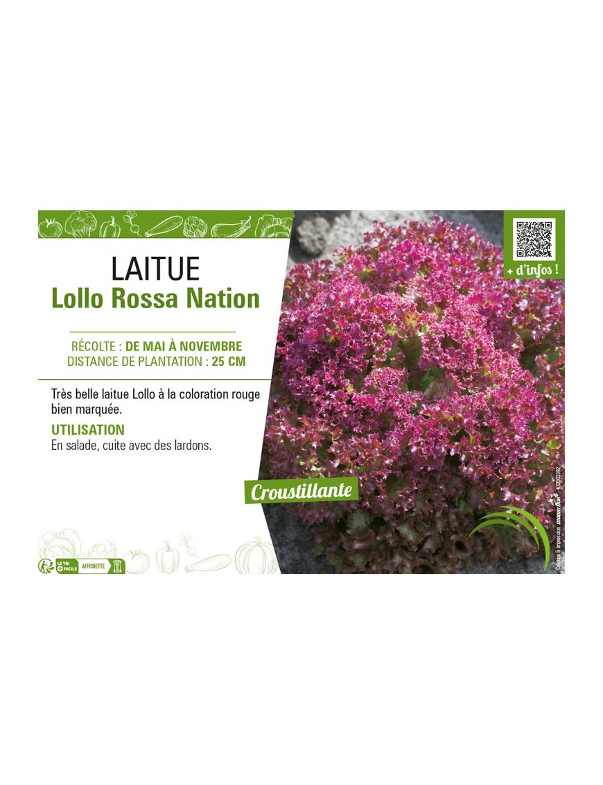 LAITUE (A COUPER) LOLLO ROSSA NATION