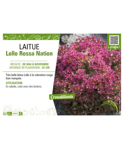 LAITUE (A COUPER) LOLLO ROSSA NATION