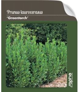 Prunus laurocerasus 'GREENTORCH'