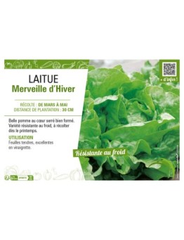 LAITUE MERVEILLE D'HIVER