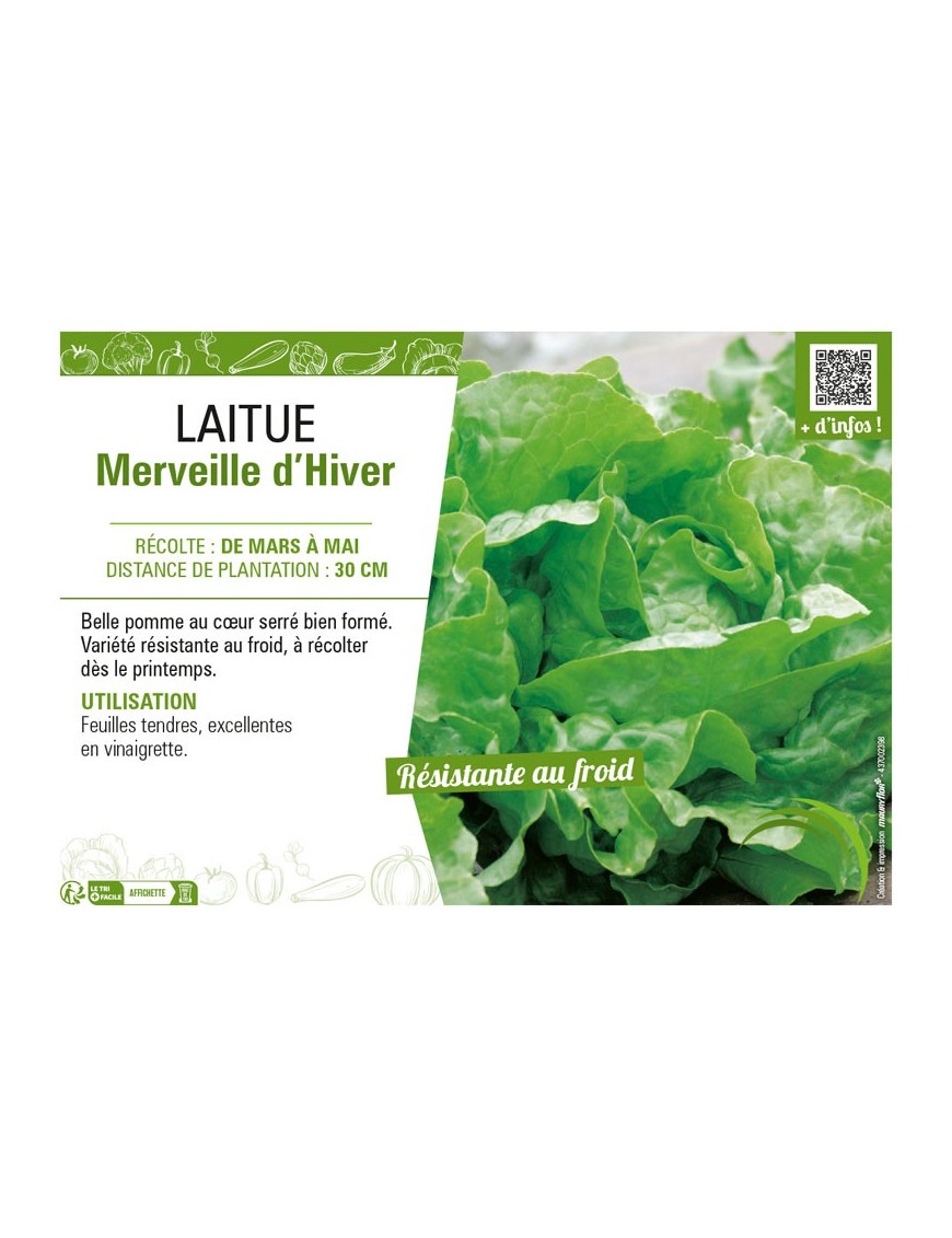 LAITUE MERVEILLE D'HIVER
