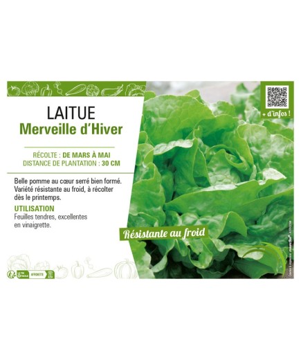 LAITUE MERVEILLE D'HIVER