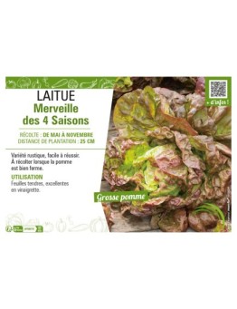 LAITUE MERVEILLE DES 4 SAISONS