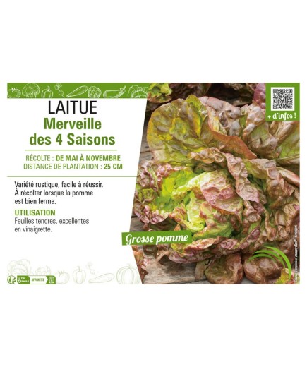 LAITUE MERVEILLE DES 4 SAISONS
