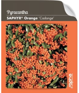 Pyracantha SAPHYR® Orange 'Cadange'