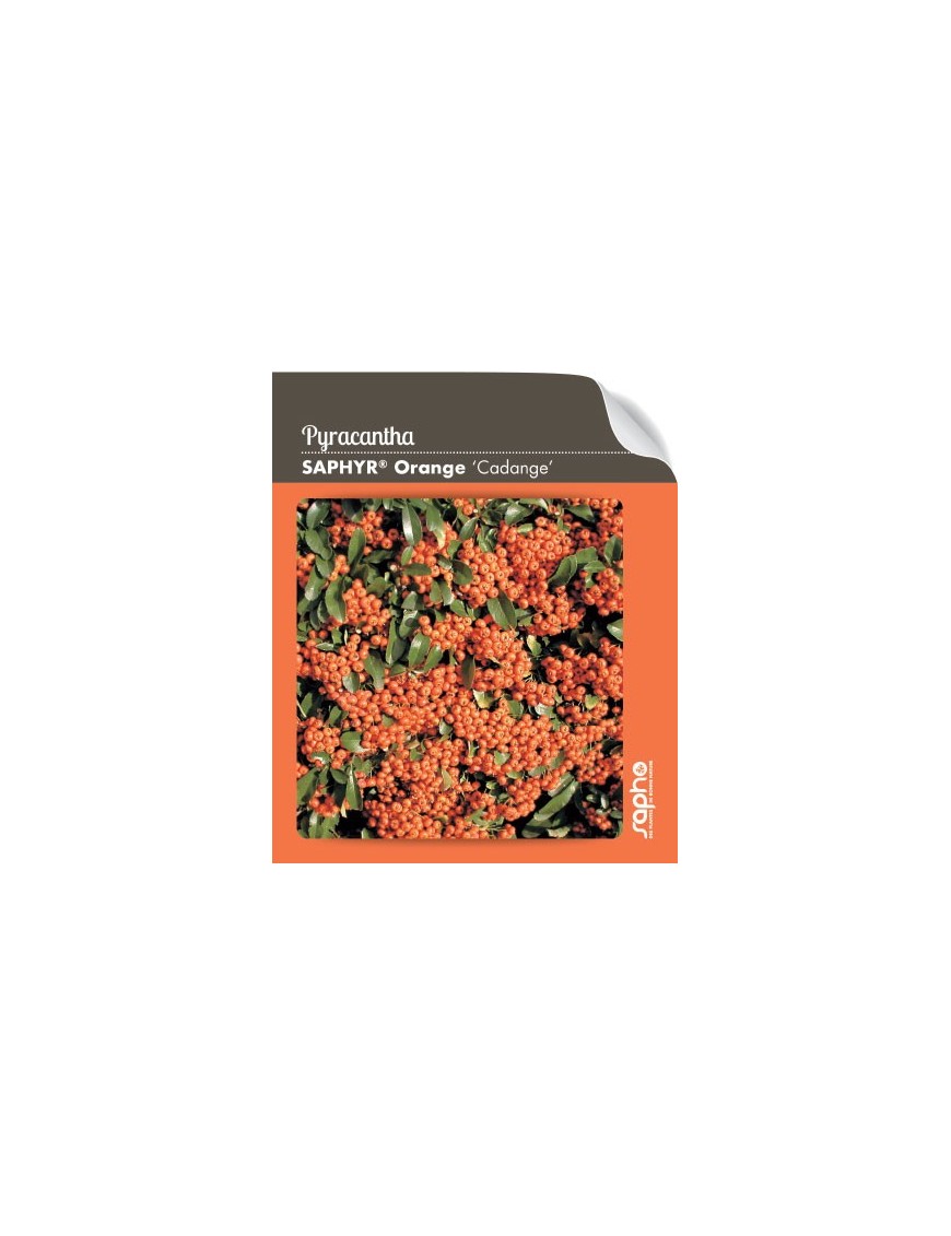 Pyracantha SAPHYR® Orange 'Cadange'