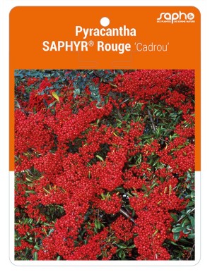 Pyracantha SAPHYR® Rouge 'Cadrou'