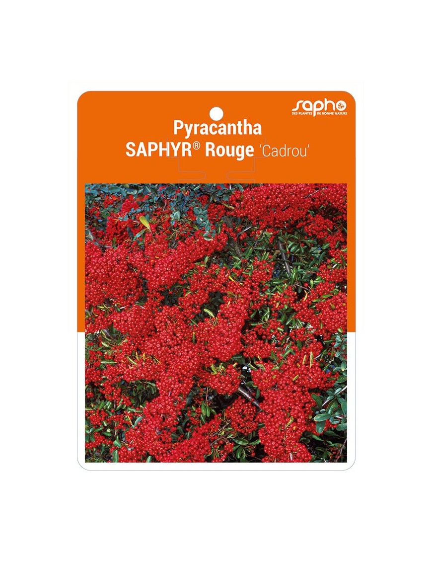 Pyracantha SAPHYR® Rouge 'Cadrou'