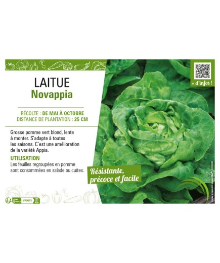 LAITUE NOVAPPIA