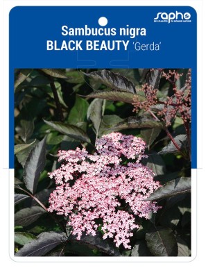 Sambucus nigra BLACK BEAUTY 'Gerda'