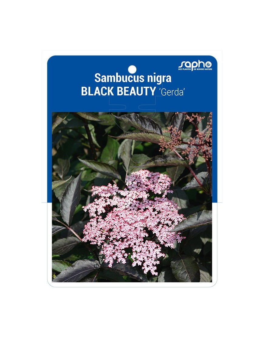 Sambucus nigra BLACK BEAUTY 'Gerda'