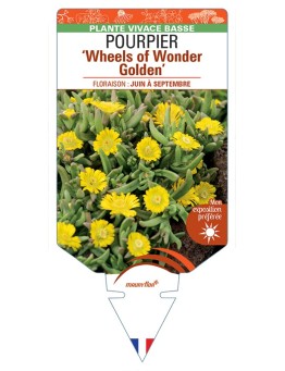 DELOSPERMA nubigenum WHEELS OF WONDER GOLDEN voir Pourpier