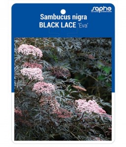 Sambucus nigra BLACK LACE 'Eva'