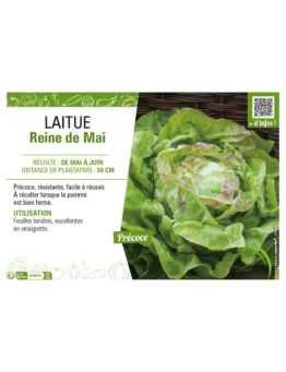 LAITUE REINE DE MAI