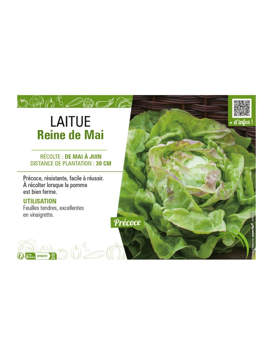 LAITUE REINE DE MAI